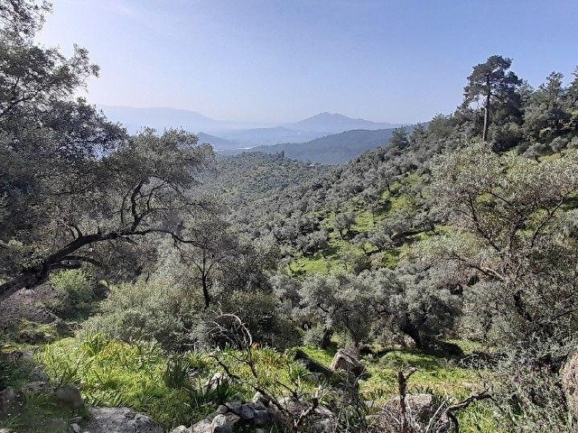 Muğla Milas Çomakdağda 1.879 m2 Kaçmaz Fiyat Zeytinlik ! - Görsel 16