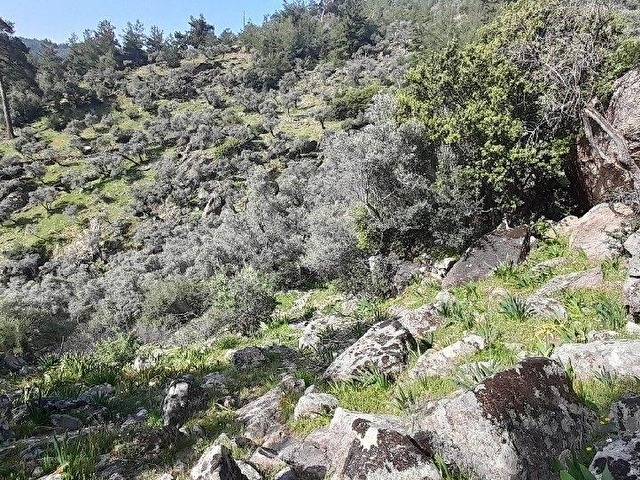 Muğla Milas Çomakdağda 1.879 m2 Kaçmaz Fiyat Zeytinlik ! - Görsel 21