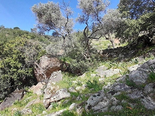 Muğla Milas Çomakdağda 1.879 m2 Kaçmaz Fiyat Zeytinlik ! - Görsel 22