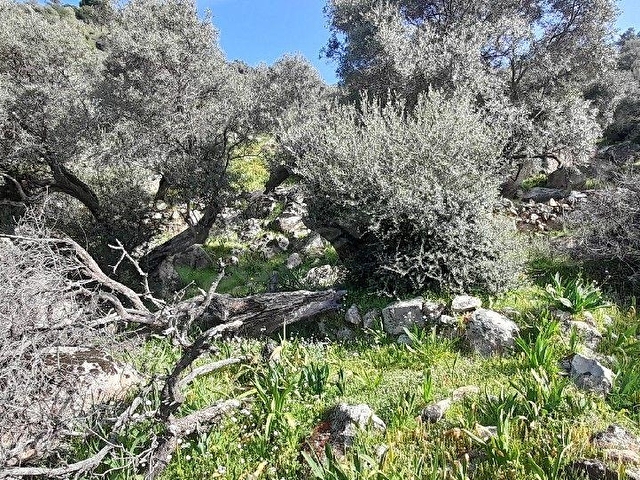 Muğla Milas Çomakdağda 1.879 m2 Kaçmaz Fiyat Zeytinlik ! - Görsel 26
