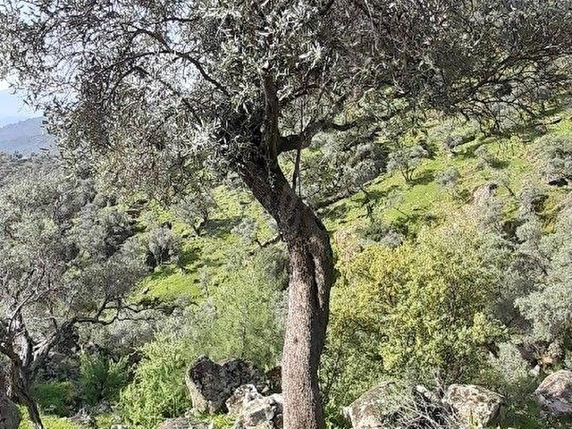 Muğla Milas Çomakdağda 1.879 m2 Kaçmaz Fiyat Zeytinlik ! - Görsel 30