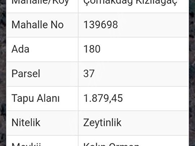 Muğla Milas Çomakdağda 1.879 m2 Kaçmaz Fiyat Zeytinlik ! - Görsel 2
