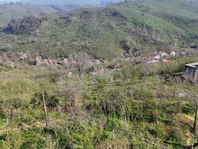 DOĞAYLA İÇ İÇE VERİMLİ FINDIKLIK AKÇAKOCADA SATILIK - Görsel 12
