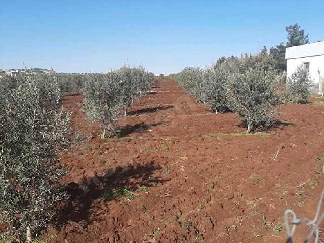 FİYAT DÜŞTÜ!!! GAZİANTEP/ BOZCADA ÖN CEPHE 85 METRE ASFALTA ARKA CEPHE İSE  KADASTRO YOLUNA SIFIR - Görsel 4
