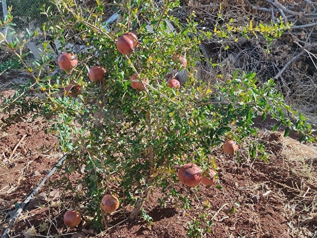 FİYAT DÜŞTÜ!!! GAZİANTEP/ BOZCADA ÖN CEPHE 85 METRE ASFALTA ARKA CEPHE İSE  KADASTRO YOLUNA SIFIR - Görsel 6