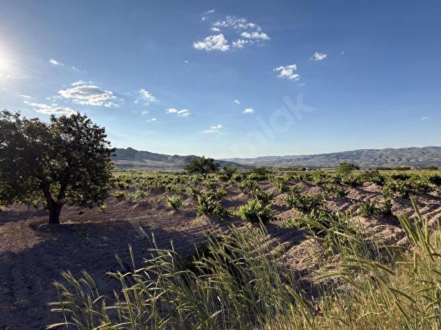 GÖREME CEZAİR MEVKİSİNDE 2.400 M2 SATILIK YOL ÜSTÜ BAĞ - Görsel 3