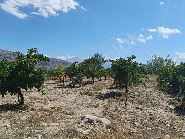 🌿🍇 Antalya / Elmalı – Gölova Mahallesi’nde Eşsiz Yatırım Fırsatı! 🌿🍇 - Görsel 4