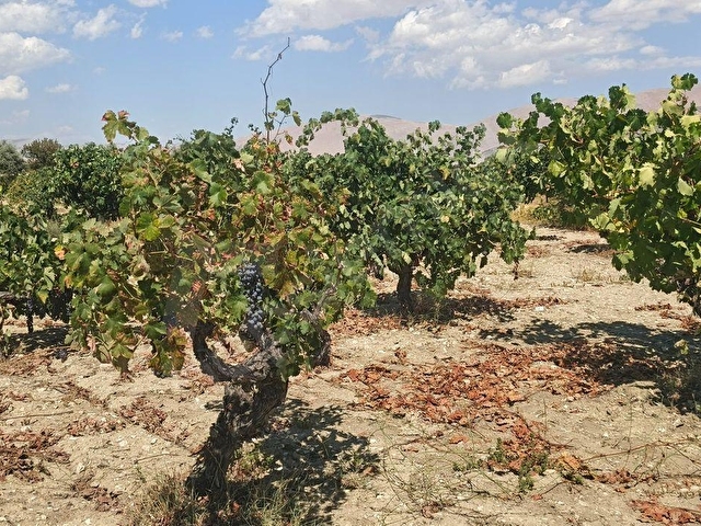 🌿🍇 Antalya / Elmalı – Gölova Mahallesi’nde Eşsiz Yatırım Fırsatı! 🌿🍇