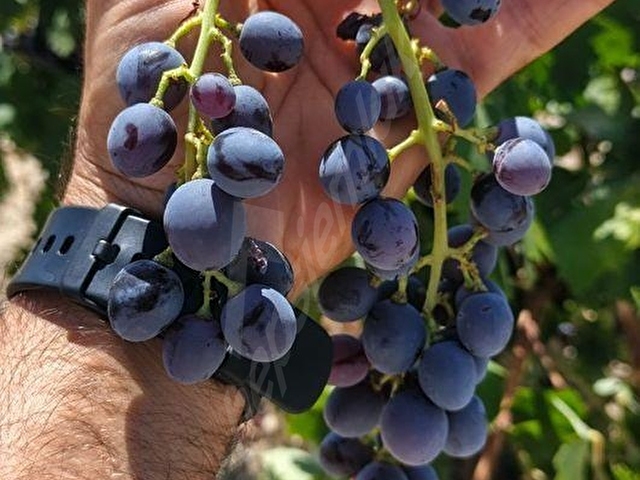 🌿🍇 Antalya / Elmalı – Gölova Mahallesi’nde Eşsiz Yatırım Fırsatı! 🌿🍇 - Görsel 8
