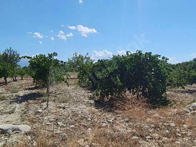 🌿🍇 Antalya / Elmalı – Gölova Mahallesi’nde Eşsiz Yatırım Fırsatı! 🌿🍇 - Görsel 5