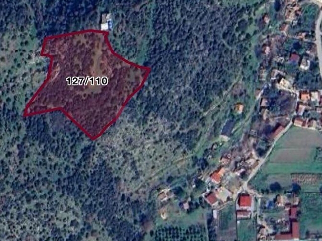 Söke Karacahayıt Satılık 9.930m2 Zeytinlik
