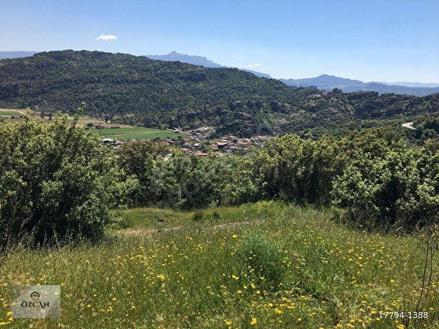 Söke Karacahayıt Satılık 9.930m2 Zeytinlik - Görsel 4