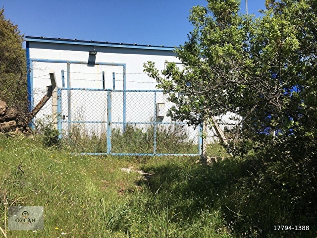 Söke Karacahayıt Satılık 9.930m2 Zeytinlik - Görsel 6