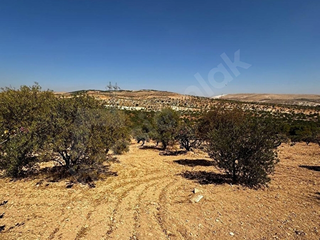 ARIL  DA SATLIK FISTIK BAHÇESİ 2300 METRE 1.300.00 BİN TAMAMI - Görsel 28