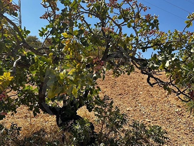 ARIL  DA SATLIK FISTIK BAHÇESİ 2300 METRE 1.300.00 BİN TAMAMI - Görsel 17