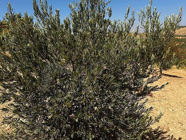 ARIL  DA SATLIK FISTIK BAHÇESİ 2300 METRE 1.300.00 BİN TAMAMI - Görsel 15