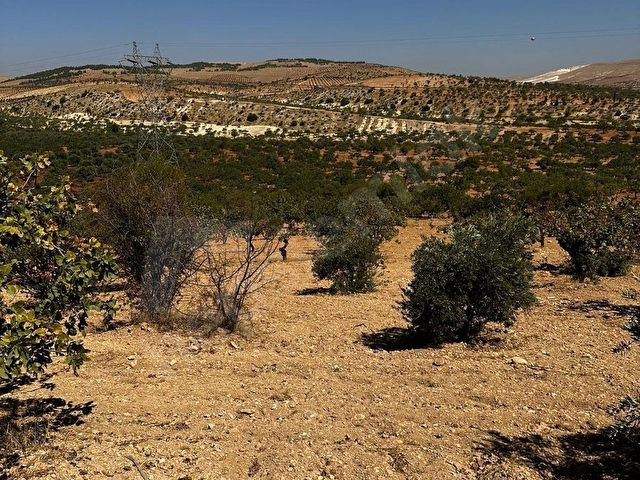 ARIL  DA SATLIK FISTIK BAHÇESİ 2300 METRE 1.300.00 BİN TAMAMI - Görsel 19