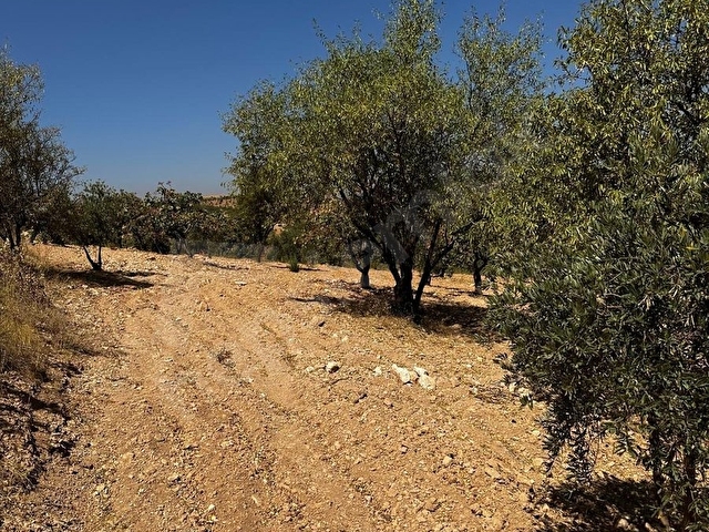ARIL  DA SATLIK FISTIK BAHÇESİ 2300 METRE 1.300.00 BİN TAMAMI - Görsel 8