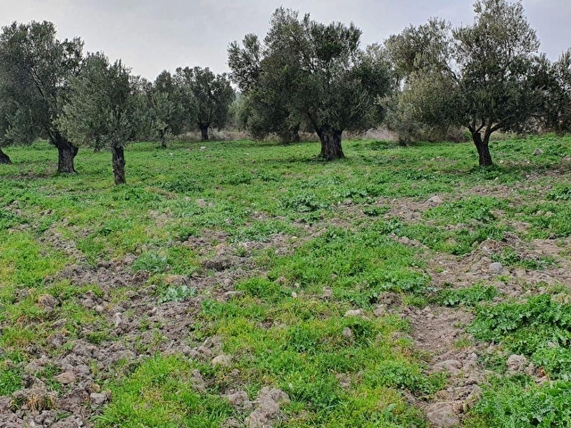AYVALIK KONAK EMLAKTAN MUTLUKÖYDE SATILIK 1.600 M2 ZEYTİNLİK - Görsel 5