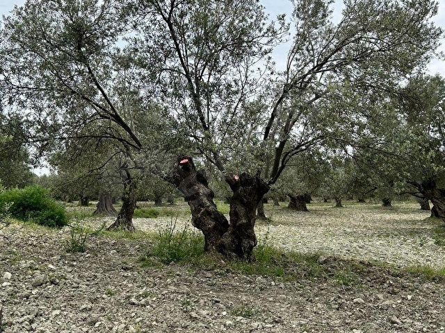 AYVALIK KONAK EMLAKTAN MUTLUKÖYDE SATILIK 1.600 M2 ZEYTİNLİK - Görsel 26