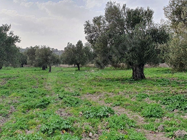 AYVALIK KONAK EMLAKTAN MUTLUKÖYDE SATILIK 1.600 M2 ZEYTİNLİK