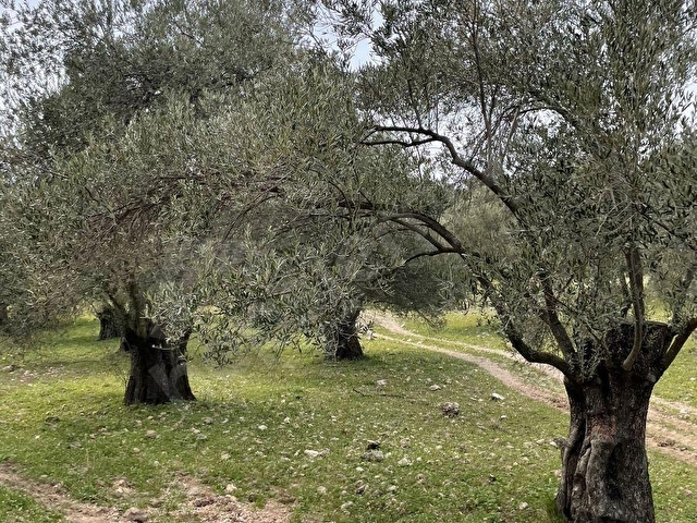 AYVALIK KONAK EMLAKTAN MUTLUKÖYDE SATILIK 1.600 M2 ZEYTİNLİK - Görsel 7
