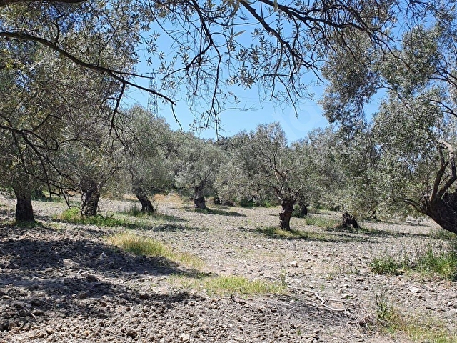 AYVALIK KONAK EMLAKTAN MUTLUKÖYDE SATILIK 1.600 M2 ZEYTİNLİK - Görsel 17