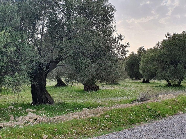 AYVALIK KONAK EMLAKTAN MUTLUKÖYDE SATILIK 1.600 M2 ZEYTİNLİK - Görsel 6