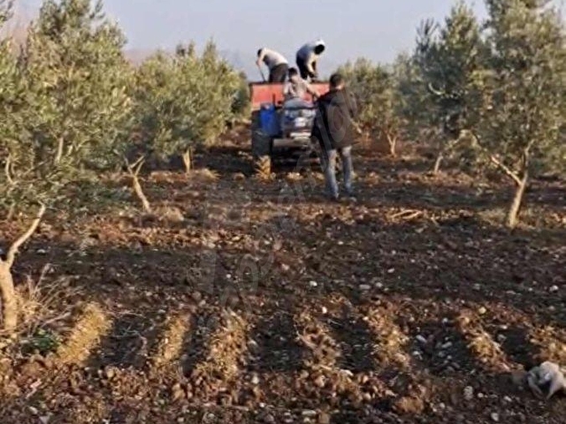 YEŞİL EMLAKTAN SATILIK ZEYTİN TARLASI - Görsel 11