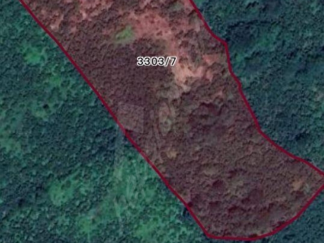 ÜNYE UMUT EMLAKTAN SARAÇLI MAH. GÜZEL KONUMDA ŞEYH YUNUSTA 14.571,89 M2 SATILIK FINDIK BAHÇESİ.. - Görsel 8