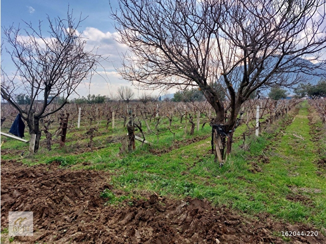 acill manisa şehzadeler  yeni harmandalı satılık tarla - Görsel 26