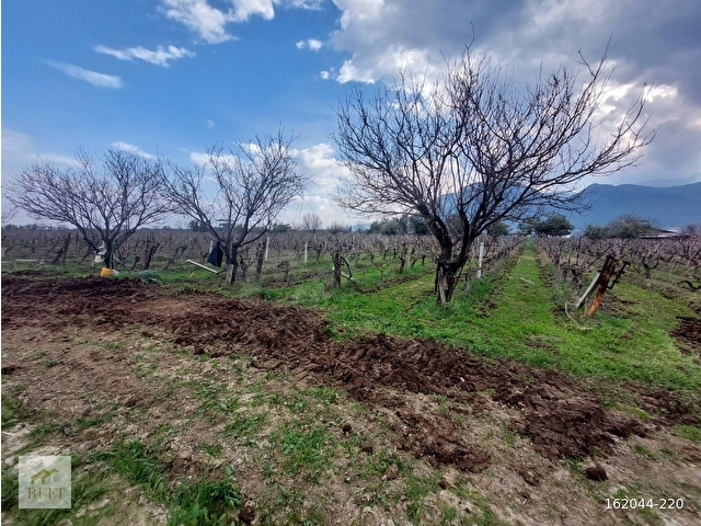 acill manisa şehzadeler  yeni harmandalı satılık tarla - Görsel 20