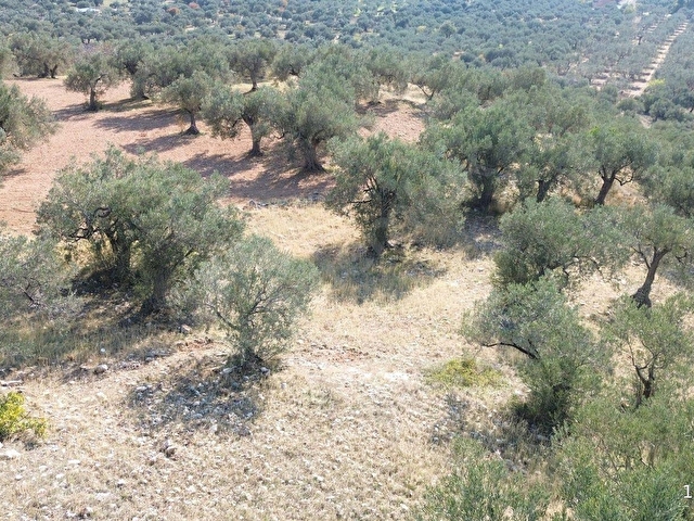 bergama zeytindağ lalelik mevkiinde verimli zeytinlik satılık - Görsel 10