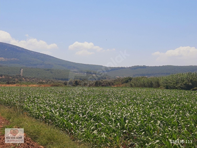 MİLAS AĞAÇLIHÜYÜK TE 4.988m² RESMI YOLA SIFIR FIRSAT TARLA - Görsel 21
