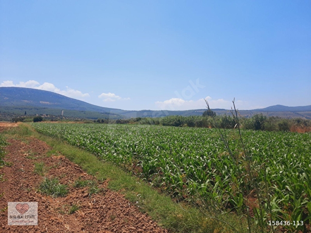 MİLAS AĞAÇLIHÜYÜK TE 4.988m² RESMI YOLA SIFIR FIRSAT TARLA - Görsel 18