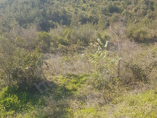 SAKARYA, PAMUKOVAda Satılık Tarım Arazisi 30+20 Dönüm - Görsel 20