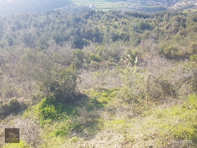 SAKARYA, PAMUKOVAda Satılık Tarım Arazisi 30+20 Dönüm - Görsel 17