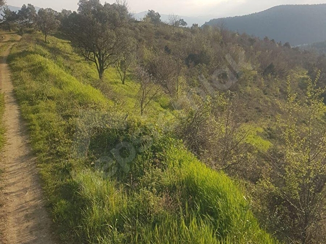 SAKARYA, PAMUKOVAda Satılık Tarım Arazisi 30+20 Dönüm - Görsel 19