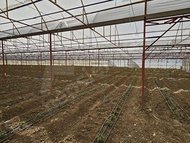 ANTALYA ELMALI ARMUTLU MAHALLE MERKEZİNDE EVİ BULUNAN 8.000m2 KAPALI SATILIK SERA - Görsel 6
