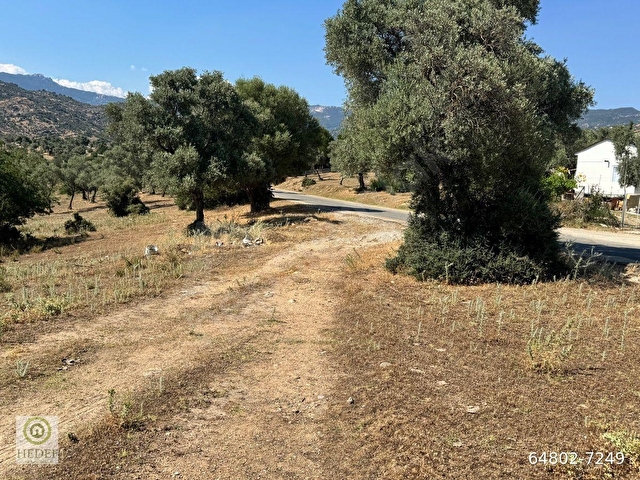 Muğla / Milas / Epçe Boynuzyanı’nda Kadastro Yoluna Sıfır 4,812 m² Satılık Zeytinlik / Köye Sıfır Km - Görsel 4