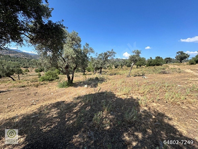 Muğla / Milas / Epçe Boynuzyanı’nda Kadastro Yoluna Sıfır 4,812 m² Satılık Zeytinlik / Köye Sıfır Km - Görsel 9
