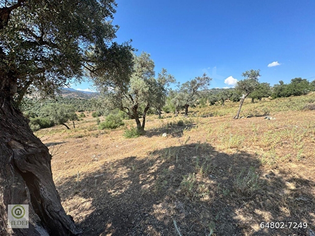 Muğla / Milas / Epçe Boynuzyanı’nda Kadastro Yoluna Sıfır 4,812 m² Satılık Zeytinlik / Köye Sıfır Km - Görsel 10