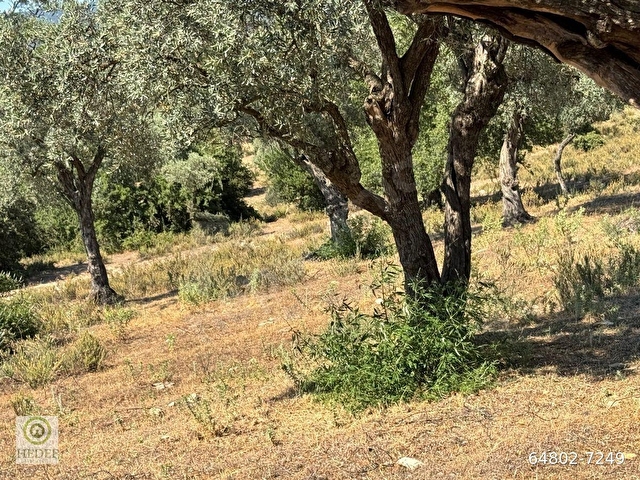 Muğla / Milas / Epçe Boynuzyanı’nda Kadastro Yoluna Sıfır 4,812 m² Satılık Zeytinlik / Köye Sıfır Km - Görsel 15