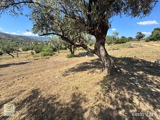 Muğla / Milas / Epçe Boynuzyanı’nda Kadastro Yoluna Sıfır 4,812 m² Satılık Zeytinlik / Köye Sıfır Km - Görsel 17