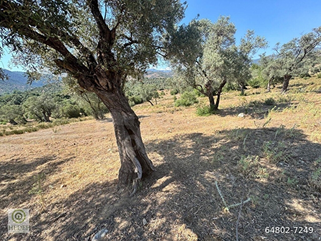 Muğla / Milas / Epçe Boynuzyanı’nda Kadastro Yoluna Sıfır 4,812 m² Satılık Zeytinlik / Köye Sıfır Km - Görsel 19