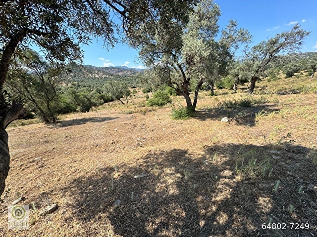 Muğla / Milas / Epçe Boynuzyanı’nda Kadastro Yoluna Sıfır 4,812 m² Satılık Zeytinlik / Köye Sıfır Km - Görsel 20