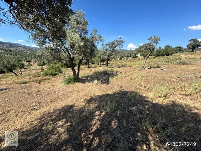 Muğla / Milas / Epçe Boynuzyanı’nda Kadastro Yoluna Sıfır 4,812 m² Satılık Zeytinlik / Köye Sıfır Km - Görsel 21