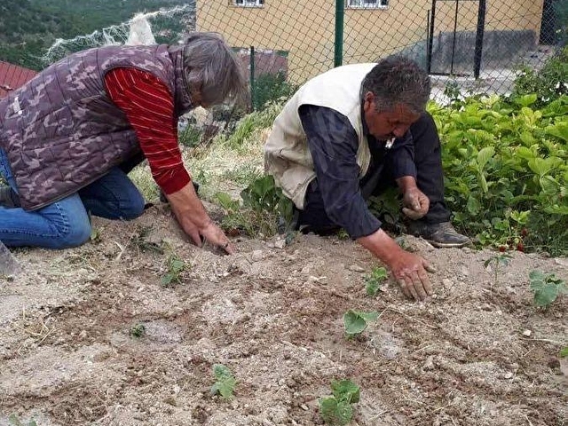 DARBOĞAZ CUMHURİYETTE 844 m2 MEYVE BAHÇELİ ARSAMIZ SATILIK - Görsel 10
