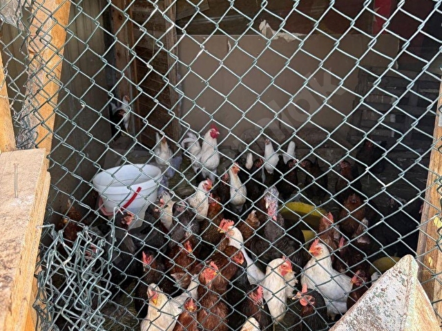 KAHRAMANKAZAN CİĞİR MAHAL. DOĞANIN İÇİNDE SATILIK BAĞ-BAHÇE - Görsel 25