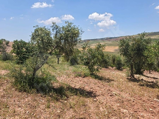 YAZIBAĞINDA YATIRIMLIK ARAZİ - Görsel 6